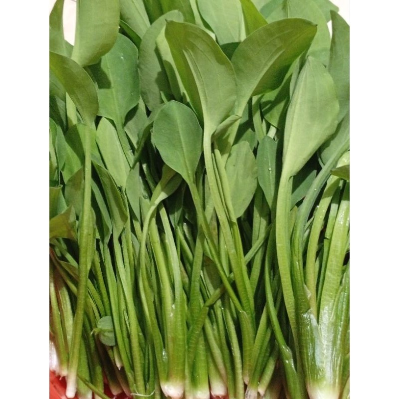 

sayur genjer/genot sawah 500g