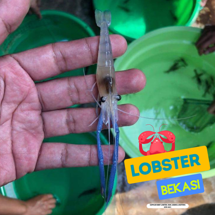 SALE -BIBIT UDANG GALAH AIR TAWAR 5 CM