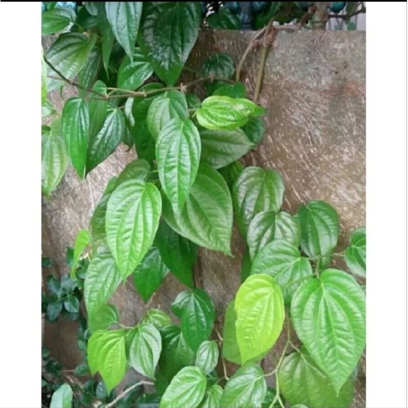 

Stok ready silahkan di order DAUN SIRIH SEGAR