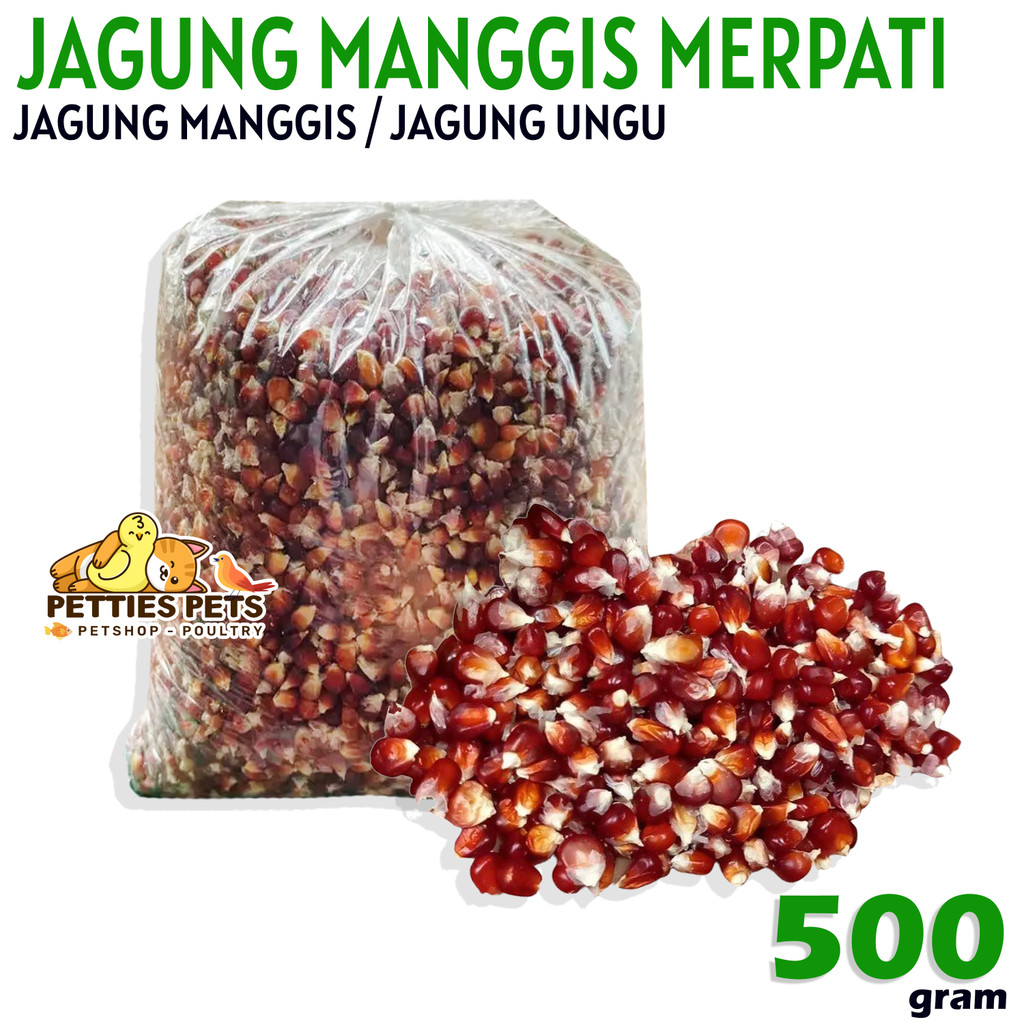 PTS PROMO Jagung Manggis Merpati atau Jagung Ungu Burung Merpati Dara Ayam