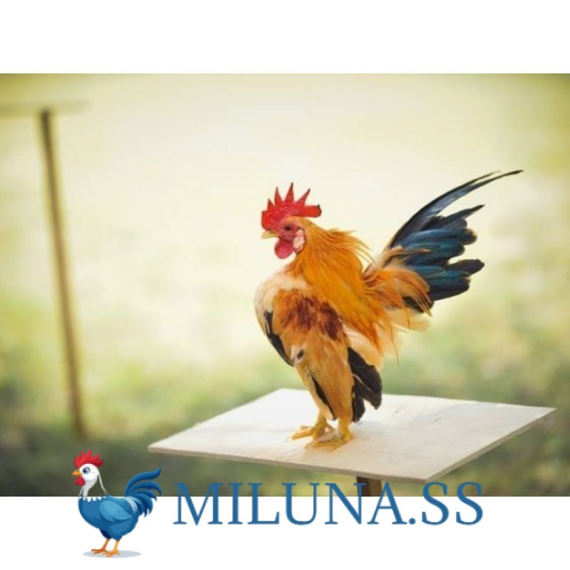 

FERTIL TELUR AYAM HIAS SERAMA UNTUK DI TETASKAN