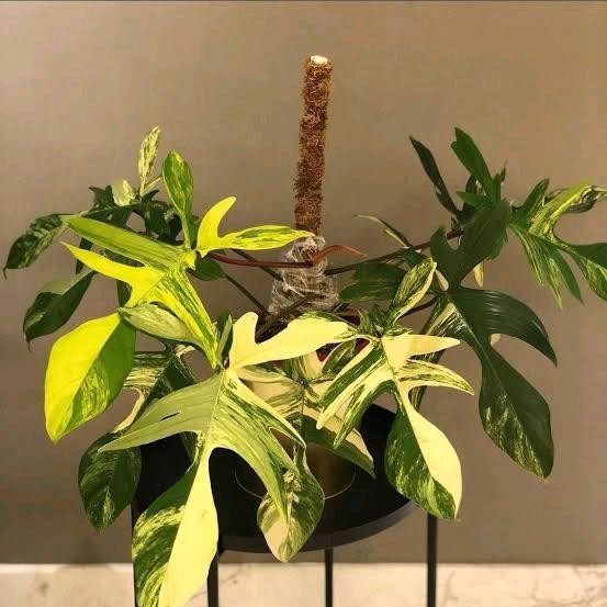 Philodendron Florida Beauty Varigata / Philodendron Varigata / Florida Beauty Varigata