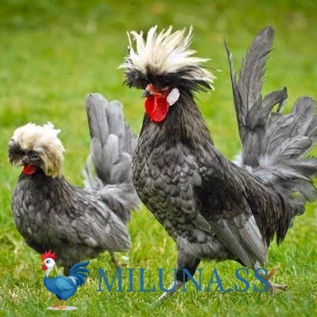 

TELUR AYAM TETAS FERTIL poland / hias / siap cod