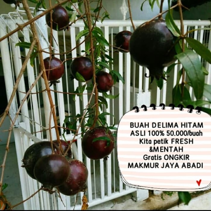 buah delima hitam / delima hitam