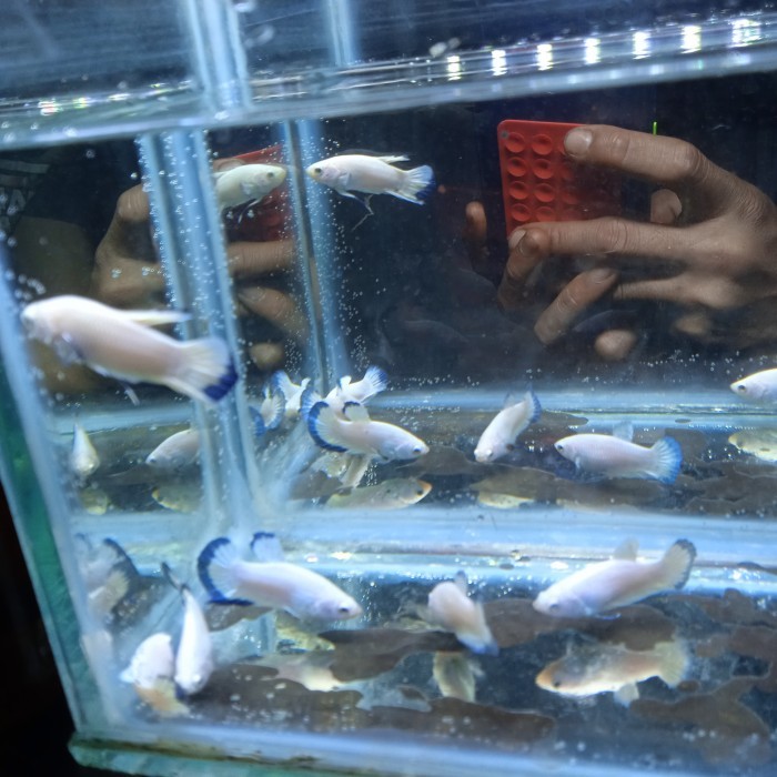 promo  -ikan cupang bahanan bluerim line thailand ori top grade f1 - 1 ekor