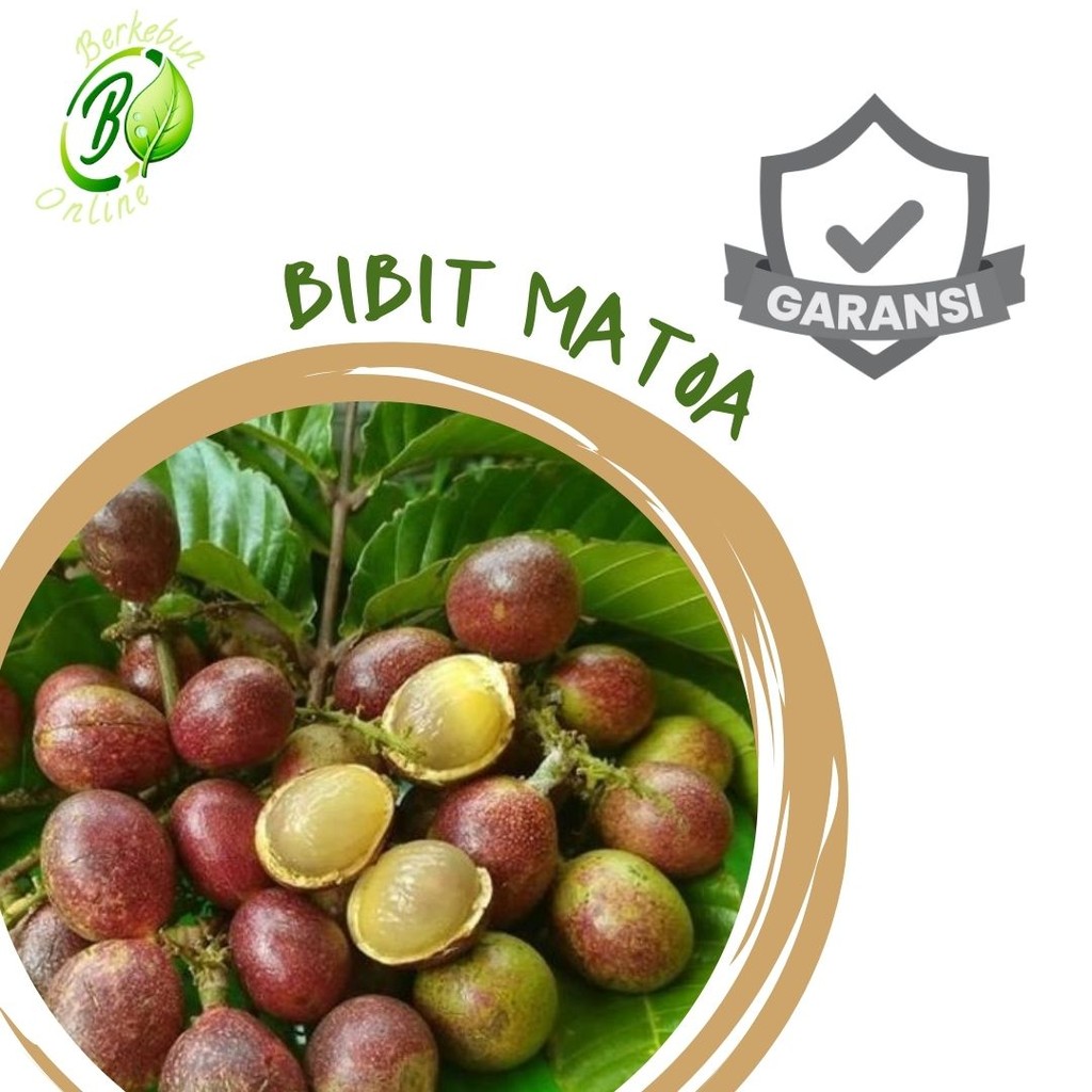 Bibit Matoa Super Hijau Papua