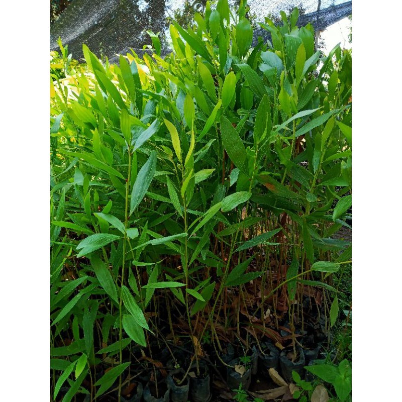 BIBIT POHON AKASIA MANGIUM SUPER