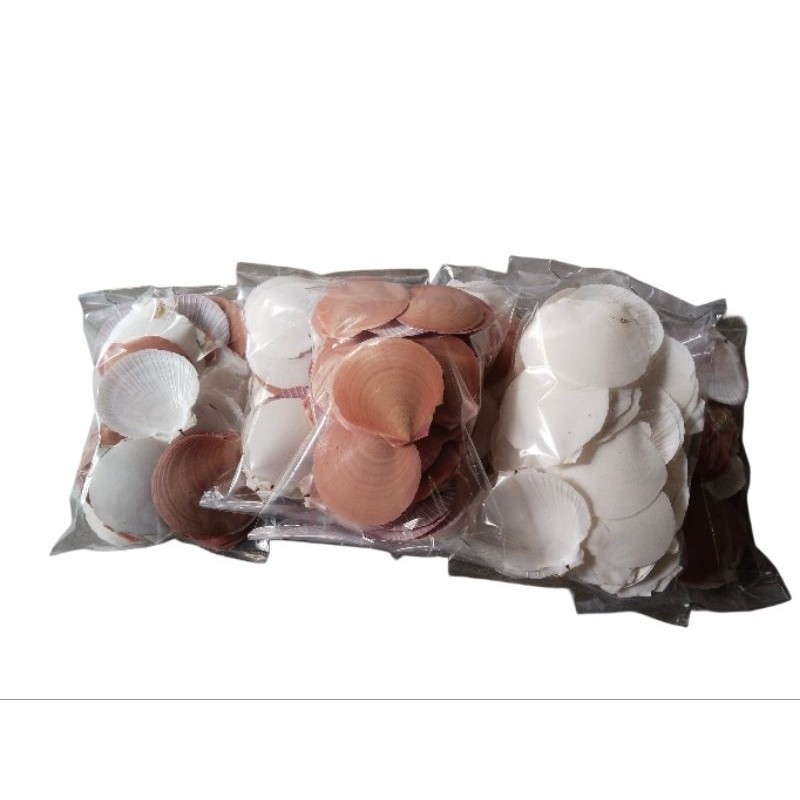 Cangkang Kerang Simping - Kulit Kerang Simping 250gr