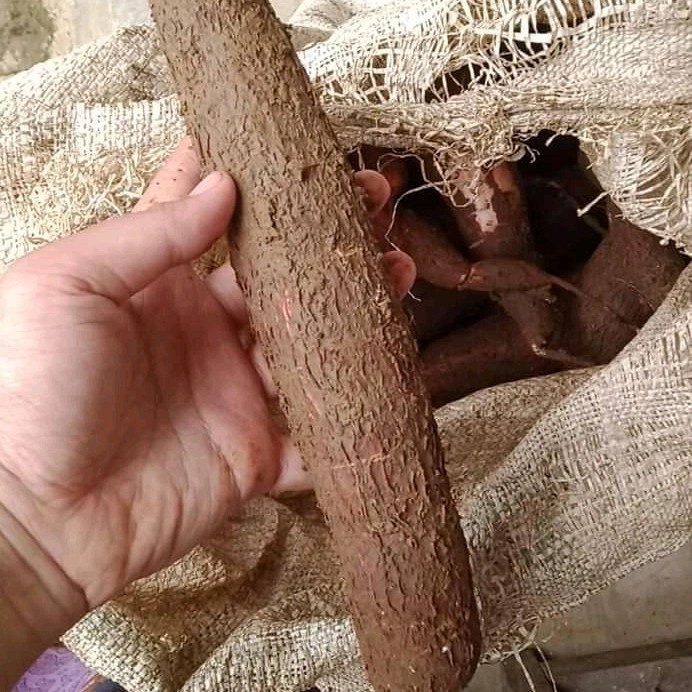

umbi singkong mentega,singkong mentega mentah asli fress