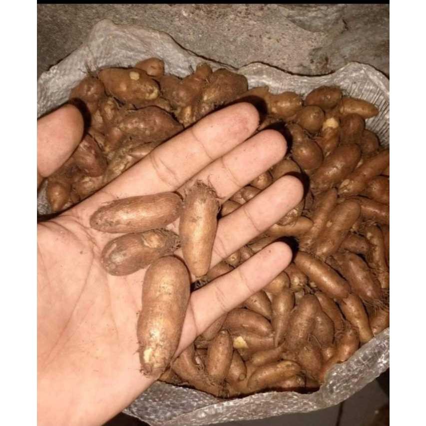 

Ubi Kentang Hitam - Fresh Makanan Tradisional 1kg