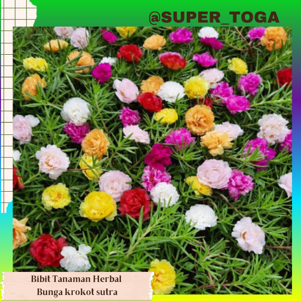 promo tanaman ( warna Random ) bibit bunga krokot bibit krokot/sutra bombai