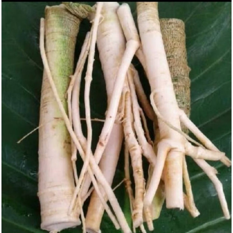 

Akar pepaya segar 500gr fresh ready stok