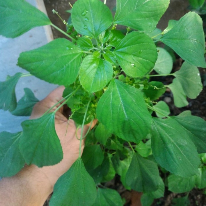 

Daun anting anting untuk obat herbal daun organik dipetik dadakan