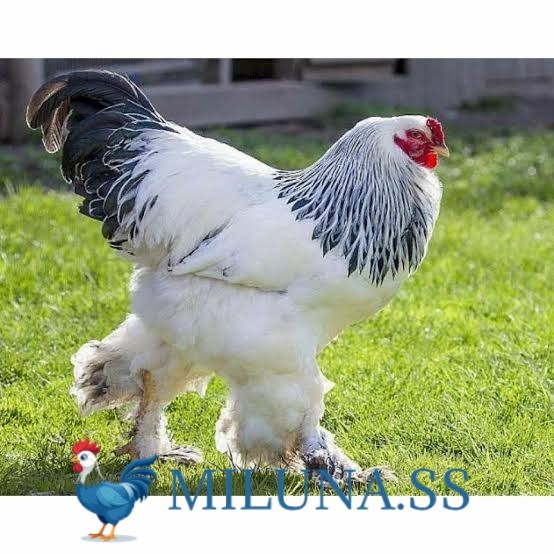 

FERTIL TELUR AYAM hias brahma asli siap ditetaskan