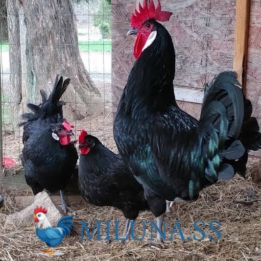 

FERTIL TELUR AYAM white face spanish / hias siap kirim