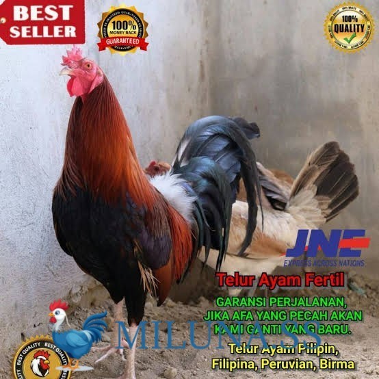 FERTIL TELUR AYAM hias pilipin  siap ditetaskan Langsung