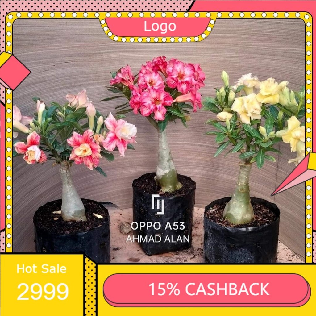 ADENIUM BUNGA TUMPUK SIZE A