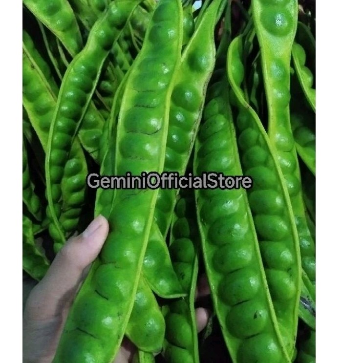 

Petai Pete kualitas Super Petai Peteuy Segar 1 ikat isi 10 papan ^_^
