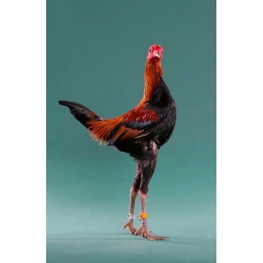 

FERTIL TELUR AYAM HIAS MGB MODERN GAME BANTAM UNTUK DI TETASKAN