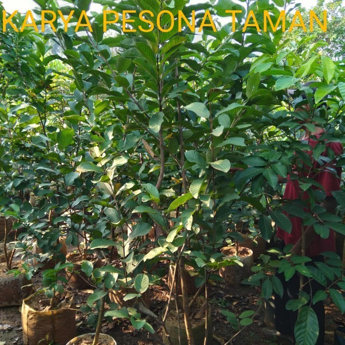 Pohon buah, pohon jambu kristal tinggi 2 meter.