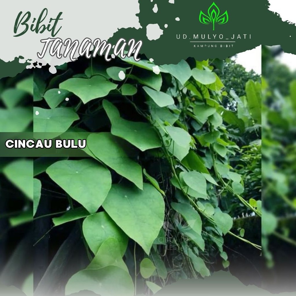 Bibit Cincau Hijau Rambat Bulu