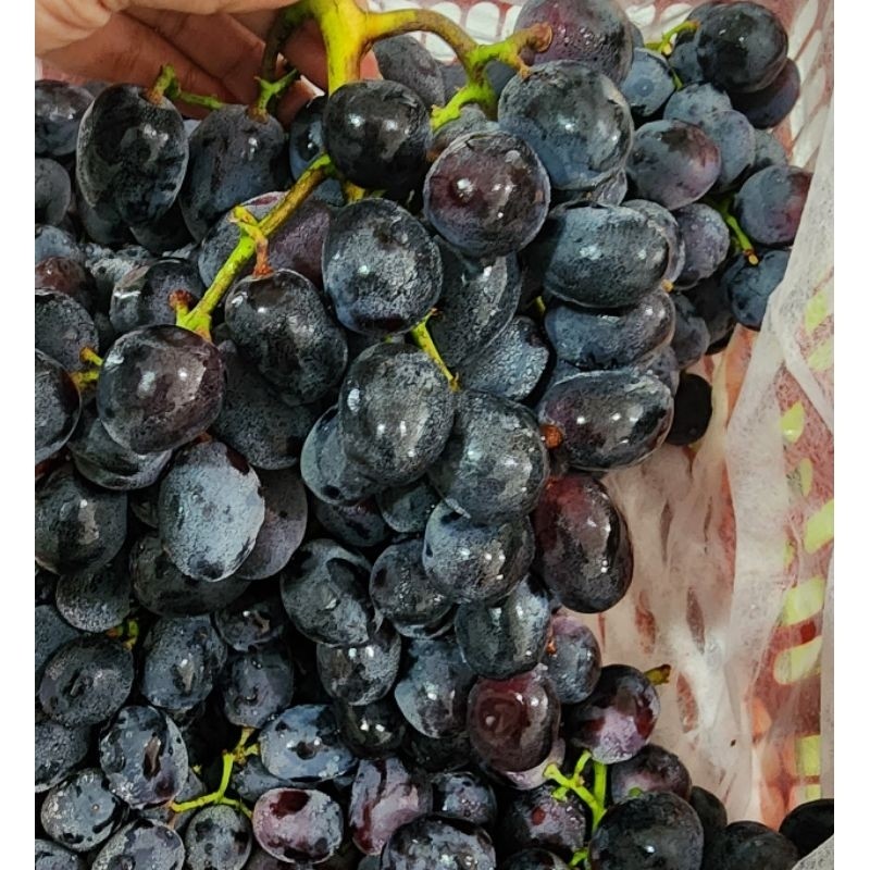 

Buah - Anggur black autumn 500 gr