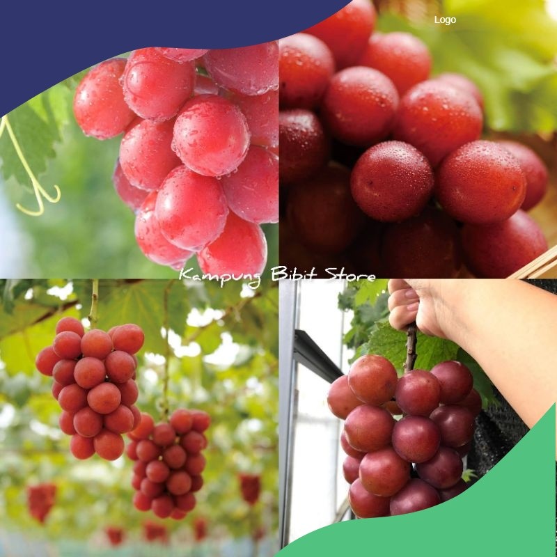 Readyy Bibit Anggur Import Ruby Roman Garansi Valid Super Genjah Graftingg