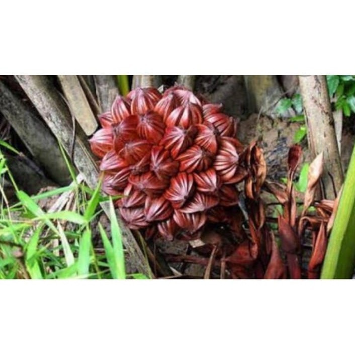 

Buah Dahon Buah Nipah Muda 1kg