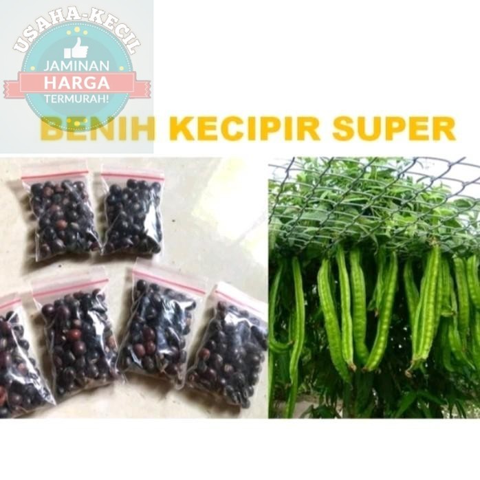 100+ Benih Kecipir Panjang Super Buah lebat