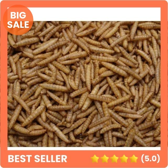 Maggot kering 500 gram / maggot 1/2kg / maggot kering / maggot / pakan koi / pakan ikan predator / p
