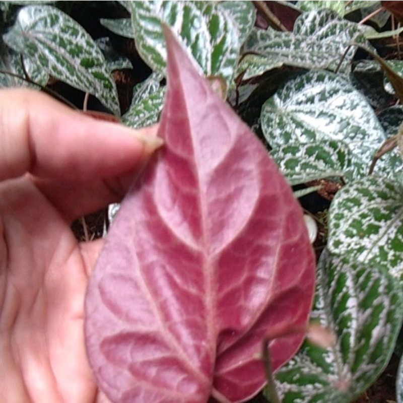 Bunga hias Bibit Sirih Merah / Suruh Merah / Sirih Wulung Tanaman Herbal cantik eleghant murah