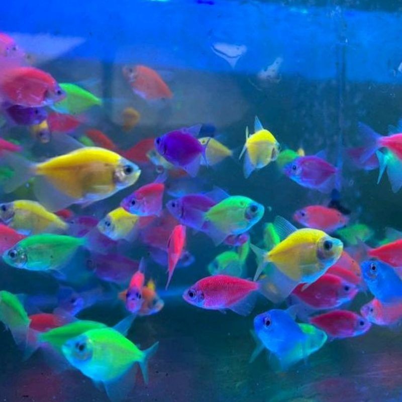 Tetra Warna Warni lengkap aksesoris aquarium murah