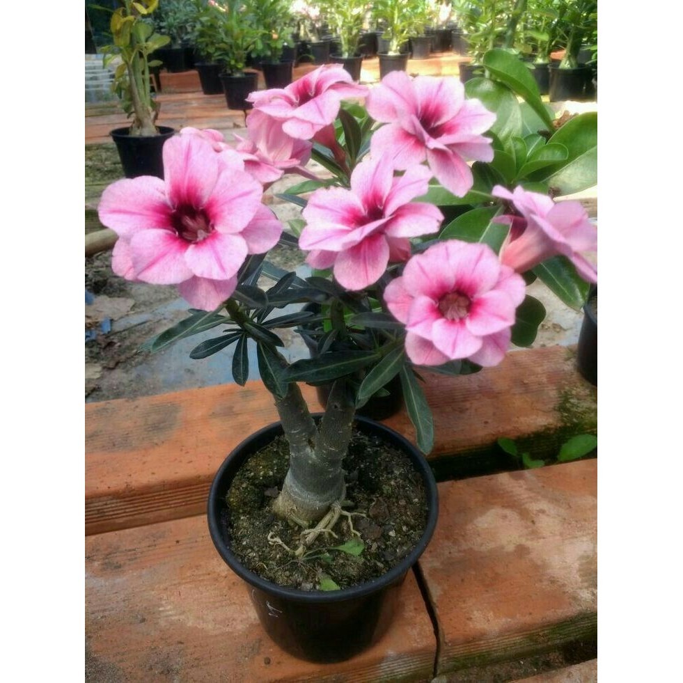 PROMO Tanaman hias bibit bonsai adenium bunga tumpuk tanaman hias philodendron pink congo