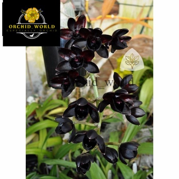 Anggrek Dendrobium Black