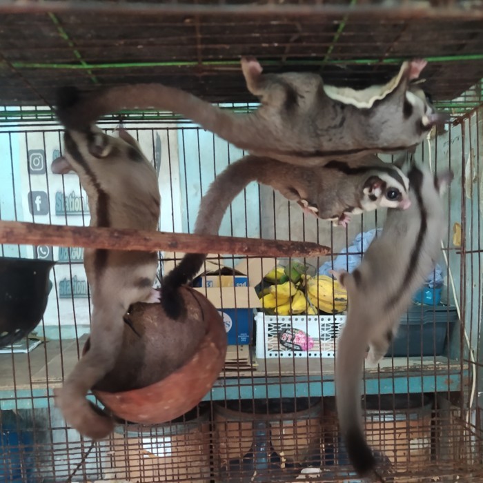 SALE -Sugar Glider Remaja/Indukan