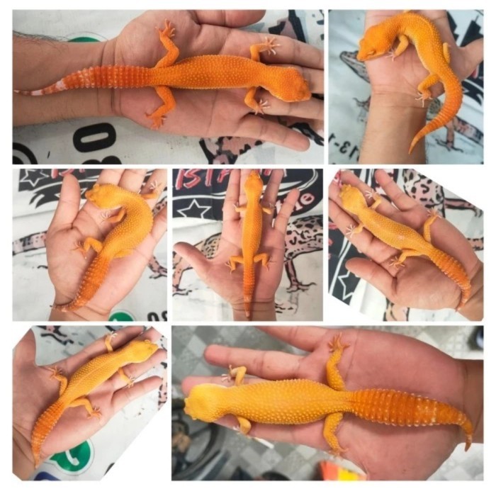 SALE -Leopard Gecko Sunglow usia 4-6 bulan