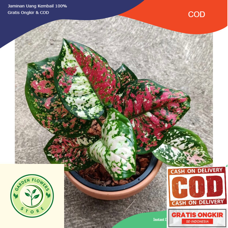 Anakan Aglonema Tri Colour - Aglonema tri colour baby