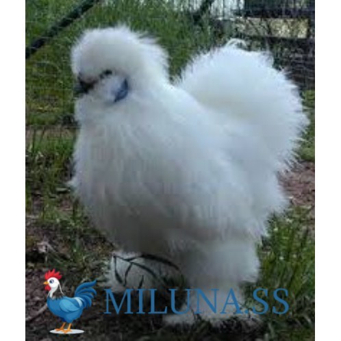 

FERTIL TELUR AYAM HIAS KAPAS untuk di tetaskan