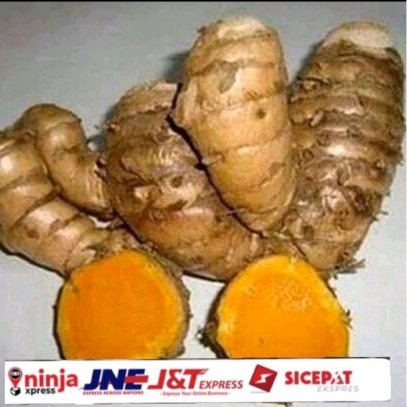 

Temu lawak segar 1kg baru dipetik