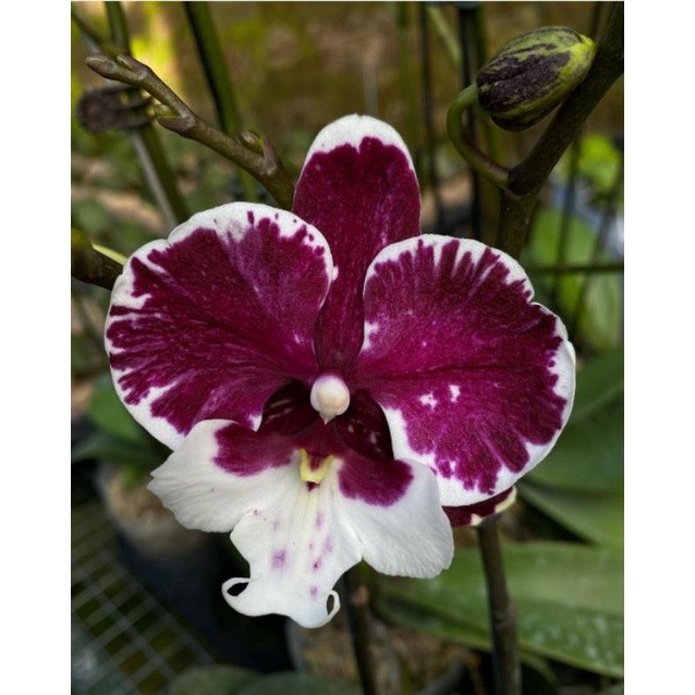 Anggrek bulan jumbo ungu lidah putih