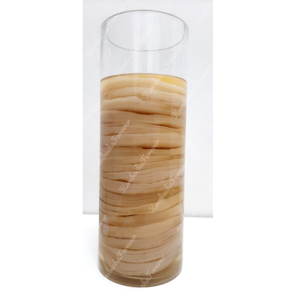 Bibit Scoby Jamur Kombucha  Organik