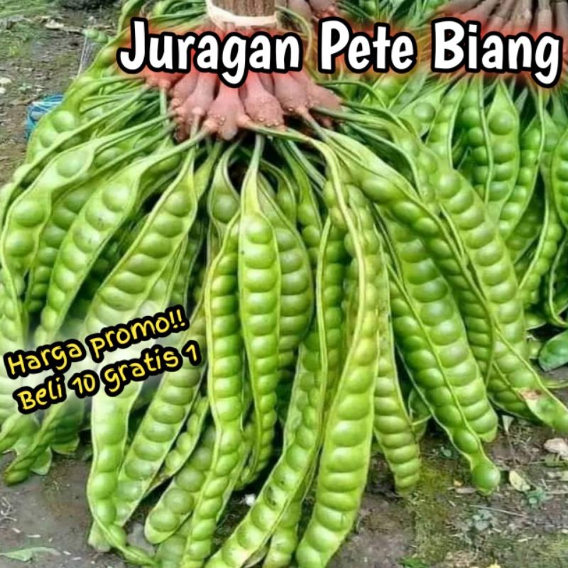 

TEBUS MURAH PROMO PETE SEGAR HARGA PERLONJOR/PETE SEGAR PILIHAN/PETE TUA SUPER/PETE MURAH/PETAI/PETE/PETE KUPAS