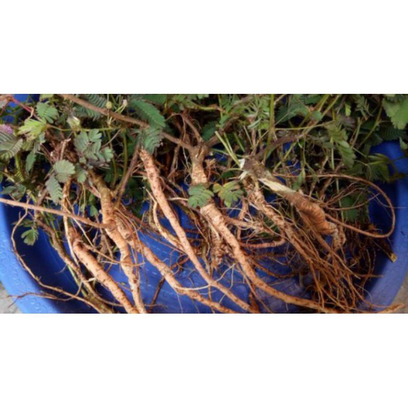 

SAHABTANI Akar PUTRI MALU Segar Fresh 500gram Original