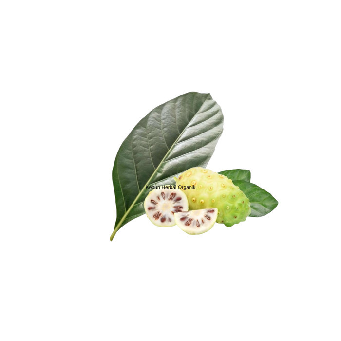 

Daun Mengkudu Segar Pace Noni 1 Kg