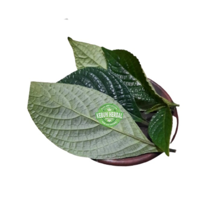 

Daun Pecah Beling Keji Beling Kibeling Herbal Gempur Batu