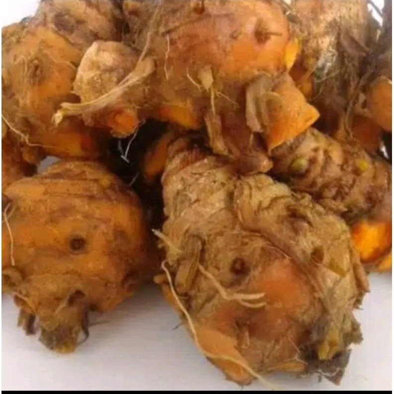 

jual biang temu lawak 1kg untuk bibit atau obat herbal