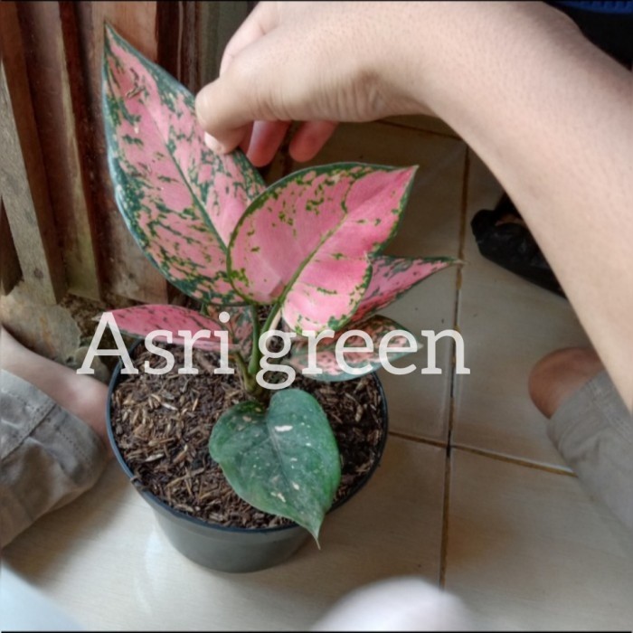 Aglonema Lady Valentine Tanaman Hias Pohon Aglonema Lady Valentine