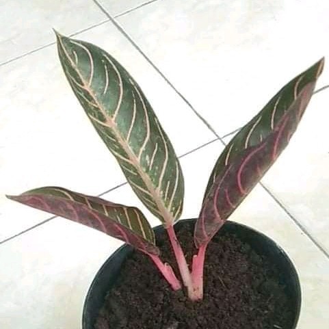 tanaman hias aglonema red sumatra/anakan red sumatra