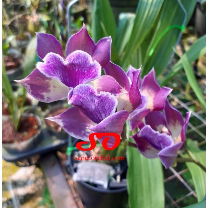 [ DEWASA ]  Zygonisia Murasaki Komachi | Anggrek Langka & Elegan, Tahan Panas, Wangi Pedas