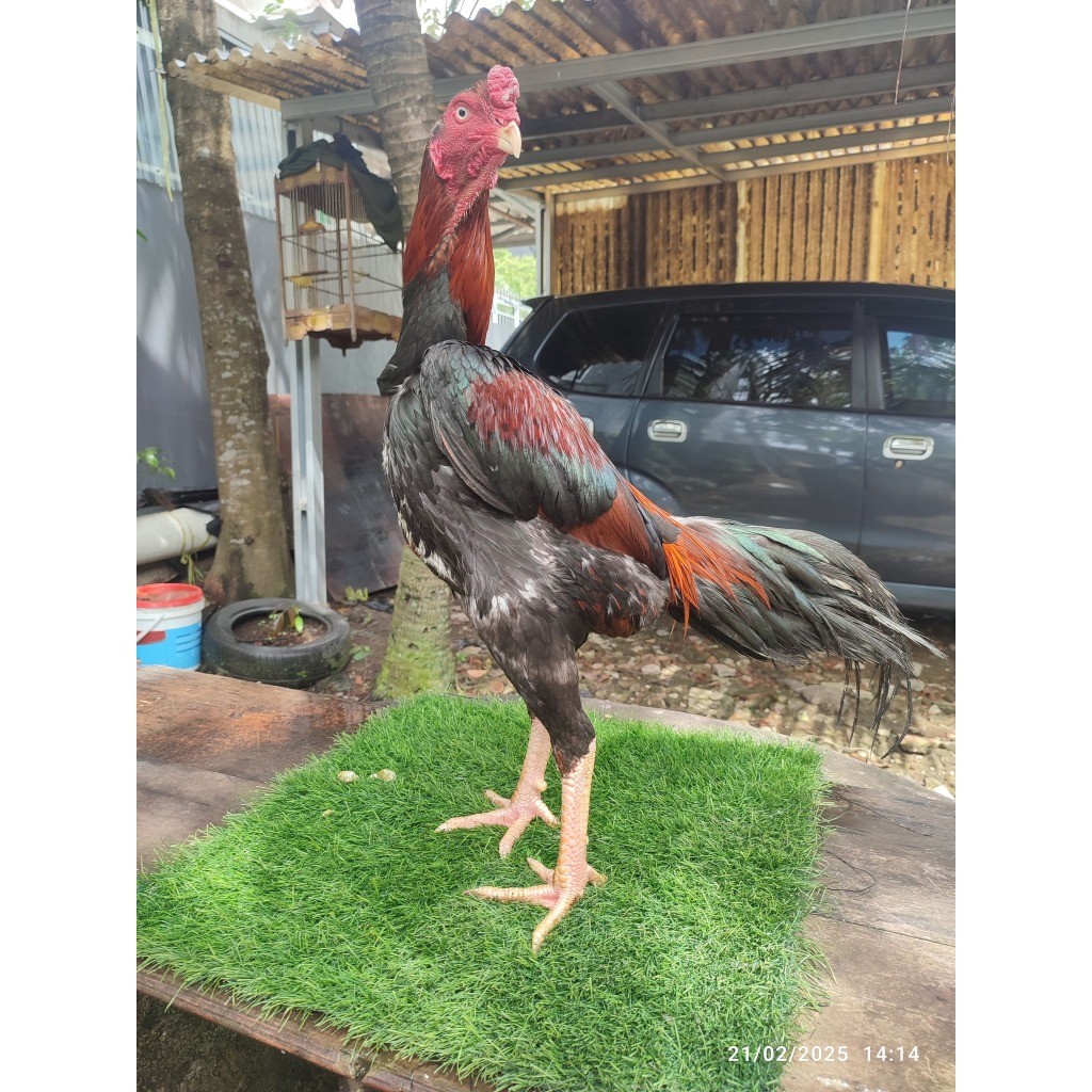 

Fertil PAKET 5 TELUR AYAM SHAMO EROPA ORI PETARUNG BISA UNTUK DI TETASKAN